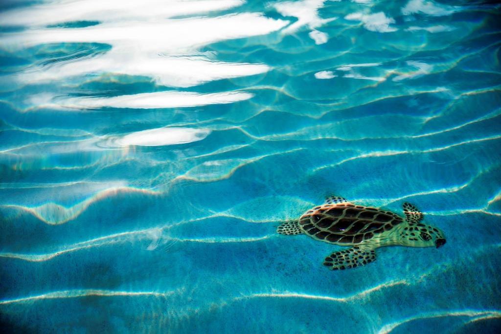 Warwick Paradise Island Bahamas (Adults Only) Насау Екстериор снимка